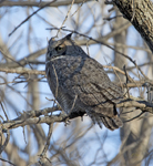 Great Horned Owl 3126